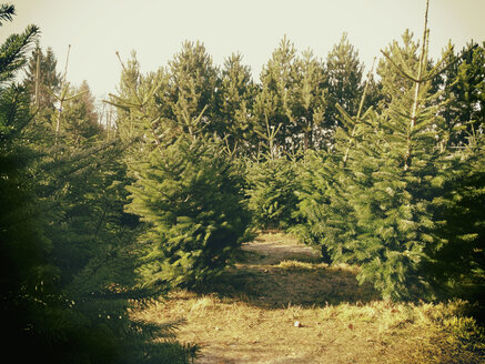 Deutschland, Waal Bronnen, Weihnachtsbaumverkauf im Wald - DSCF000141