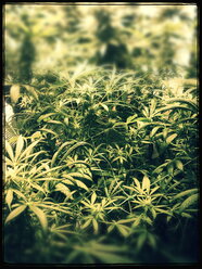 Marihuana, Gras, Drogen - FMKF001140