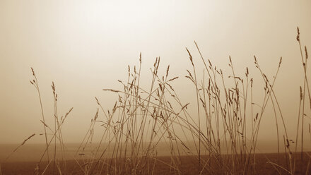 Gräser im Nebel, Bayern, Deutschland - MAEF007573