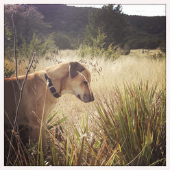 Blackmouth Cur Dog hunting for mice, Texas, United States - ABAF001151