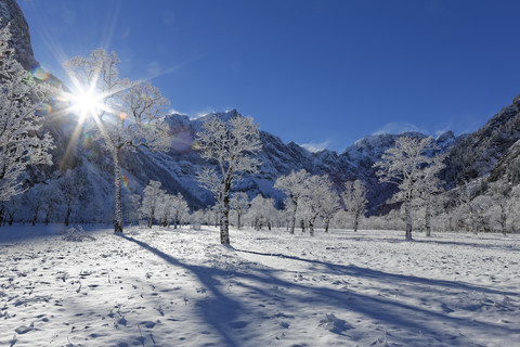 Österreich, Tirol, Eng, Großer Ahornboden, Landschaft mit schneebedeckten Ahornbäumen, lizenzfreies Stockfoto