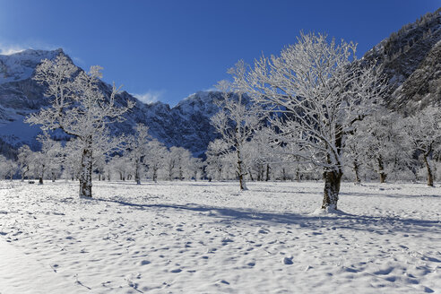 Österreich, Tirol, Eng, Großer Ahornboden, Landschaft mit schneebedeckten Ahornbäumen - GFF000377