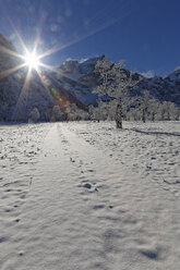 Österreich, Tirol, Eng, Großer Ahornboden, Landschaft mit schneebedeckten Ahornbäumen - GFF000378