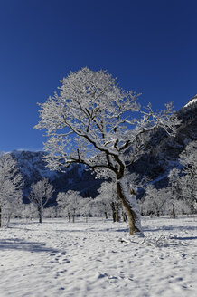 Österreich, Tirol, Eng, Großer Ahornboden, Landschaft mit schneebedeckten Ahornbäumen - GFF000379