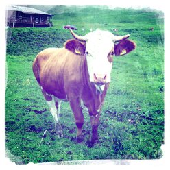 Cow on the pasture, Bavaria, Germany - ONF000246