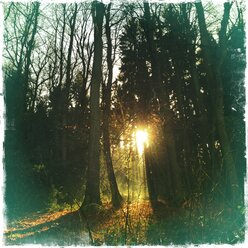 Naturwald in der Abenddämmerung, Rhein-Sieg-Kreis, Nordrhein-Westfalen, Deutschland - ONF000248