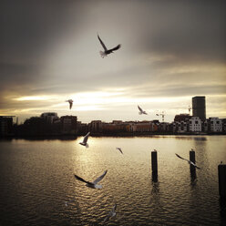 Gulls over the river Spree at sunset. Berlin, Germany. - ZMF000057