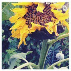 Große Sonnenblume, Deutschland - BMF000675