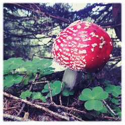 Toadstool, Germany - BMF000687