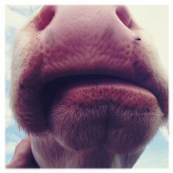 Austria, pasture, cow, foot, close-up - BMF000699