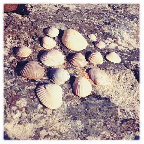 Portugal, Strand, Muscheln, lizenzfreies Stockfoto