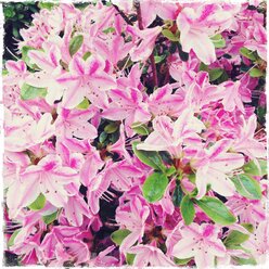 Rhododendron, Alpenrosen, Blumen, blühender Strauch, Blume, Blumenmeer - BMF000815