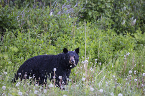 Kanada, British Columbia, Wells Gray Provincial Park, Amerikanischer Schwarzbär im Gras - FOF005477