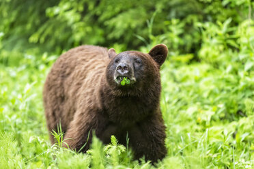 Kanada, British Columbia, Wells Gray Provincial Park, Amerikanischer Schwarzbär, Ursus americanus cinnamomum - FOF005479