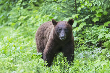 Kanada, British Columbia, Wells Gray Provincial Park, Amerikanischer Schwarzbär, Ursus americanus cinnamomum - FOF005481