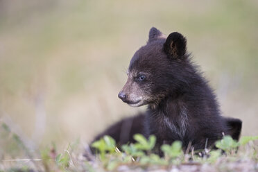 Kanada, Rocky Mountains, Alberta, Jasper National Park, Amerikanischer Schwarzbär (Ursus americanus), Bärenjunges auf Wiese - FOF005506