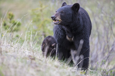 Canada, Rocky Mountains, Alberta. Jasper National Park, American black bear (Ursus americanus) with bear cub on meadow - FOF005505