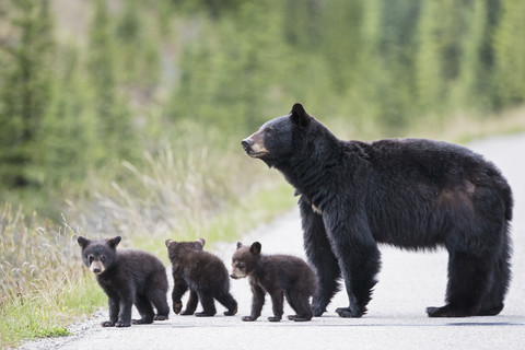 Kanada, Rocky Mountains, Alberta, Jasper National Park, Amerikanischer Schwarzbär (Ursus americanus) mit Bärenjungen, die eine Straße überqueren, lizenzfreies Stockfoto