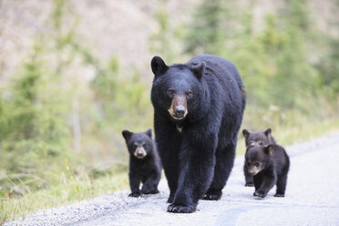 Canada, Rocky Mountains, Alberta. Jasper National Park, American black bear (Ursus americanus) with bear cubs walking on a road - FOF005503