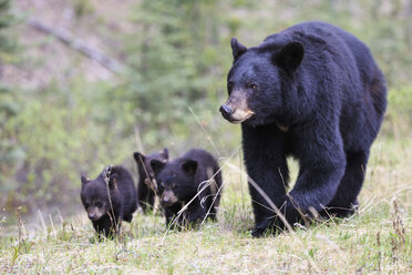 Canada, Rocky Mountains, Alberta. Jasper National Park, American black bear (Ursus americanus) with bear cubs walking on meadow - FO005502