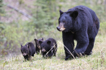 Kanada, Rocky Mountains, Alberta, Jasper National Park, Amerikanischer Schwarzbär (Ursus americanus) mit Bärenjungen auf der Wiese - FO005502