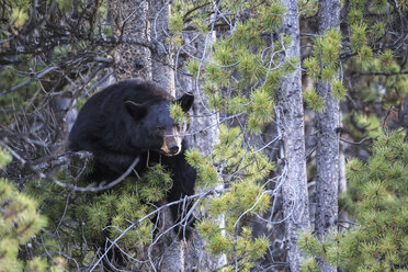 Kanada, Rocky Mountains, Alberta, Jasper National Park, Amerikanischer Schwarzbär (Ursus americanus) in einem Baum - FOF005500