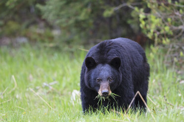 Kanada, Rocky Mountains, Alberta, Jasper National Park, Amerikanischer Schwarzbär (Ursus americanus) frisst Gras - FOF005498