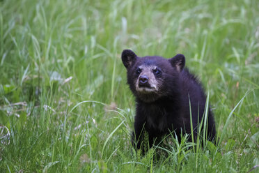 Kanada, Rocky Mountains, Alberta, Jasper National Park, Amerikanischer Schwarzbär (Ursus americanus), Bärenjunges auf Wiese - FO005510