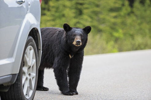Kanada, Rocky Mountains, Alberta, Jasper National Park, Amerikanischer Schwarzbär (Ursus americanus) vor einem Auto, das eine Straße überquert - FOF005495