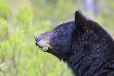 Kanada, Rocky Mountains, Alberta, Jasper National Park, Amerikanischer Schwarzbär (Ursus americanus), Kopf, Nahaufnahme - FOF005493