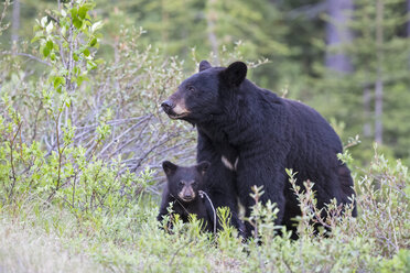 Canada, Rocky Mountains, Alberta. Jasper National Park, American black bear (Ursus americanus) with bear cub on a meadow - FO005492