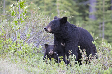 Kanada, Rocky Mountains, Alberta, Jasper National Park, Amerikanischer Schwarzbär (Ursus americanus) mit Bärenjunge auf einer Wiese - FO005492