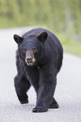 Kanada, Rocky Mountains, Alberta, Jasper National Park, Amerikanischer Schwarzbär (Ursus americanus) auf einer Straße - FOF005490