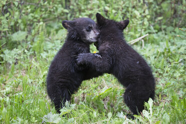 Kanada, Rocky Mountains, Alberta, Jasper National Park, Amerikanischer Schwarzbär (Ursus americanus), spielende Bärenjunge - FOF005489
