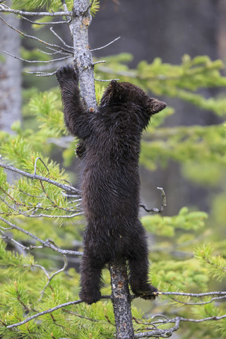 Canada, Rocky Mountains, Alberta. Jasper National Park, American black bear (Ursus americanus) bear cub climbing on tree stock photo