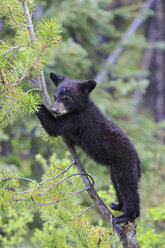 Kanada, Rocky Mountains, Alberta, Jasper National Park, Amerikanischer Schwarzbär (Ursus americanus), Bärenjunge klettert auf Baum - FOF005487