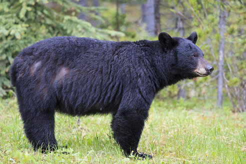 Kanada, Rocky Mountains, Alberta, Jasper National Park, Amerikanischer Schwarzbär (Ursus americanus) auf einer Wiese - FOF005484