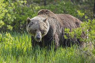 Kanada, Alberta, Jasper und Banff National Park, Männlicher Grizzlybär - FOF005571