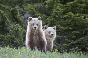 Kanada, Alberta, Jasper und Banff National Park, Zwei junge Grizzlybären - FOF005574
