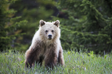 Kanada, Alberta, Jasper und Banff National Park, Junger Grizzlybär - FOF005565