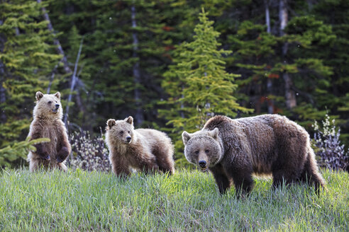 Kanada, Alberta, Jasper und Banff National Park, Grizzlybären, Mutter mit Jungtieren - FOF005560