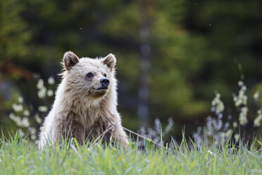 Kanada, Alberta, Jasper und Banff National Park, Junger Grizzlybär - FOF005561