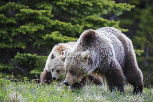 Canada, Alberta, Jasper and Banff National Park, Grizzly bear, mother with young animal - FO005568