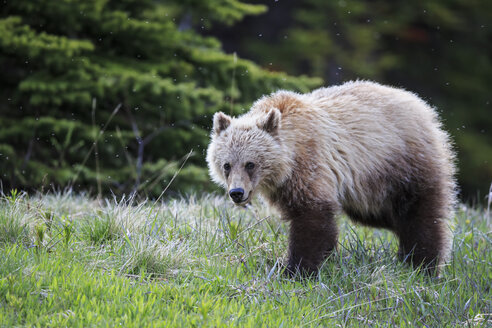 Kanada, Alberta, Jasper und Banff National Park, Junger Grizzlybär - FO005558