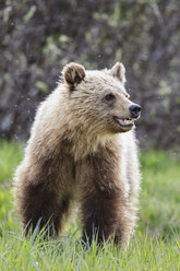 Kanada, Alberta, Jasper und Banff National Park, Junger Grizzlybär - FOF005559