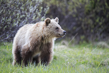 Kanada, Alberta, Jasper und Banff National Park, Junger Grizzlybär - FOF005575