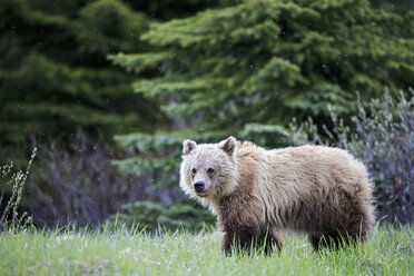 Kanada, Alberta, Jasper und Banff National Park, Junger Grizzlybär - FOF005570