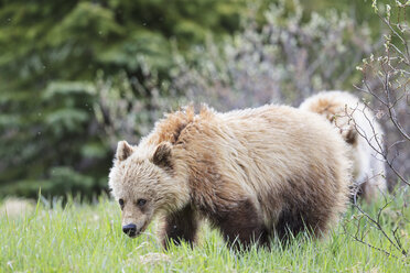 Canada, Alberta, Jasper and Banff National Park, Two young Grizzly bears - FOF005576