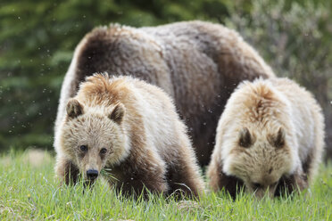 Kanada, Alberta, Jasper und Banff National Park, Grizzlybären, Mutter mit Jungtieren - FOF005564