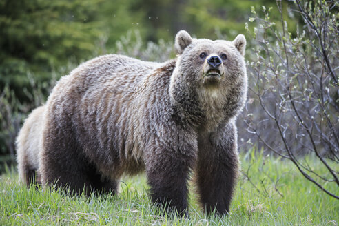 Kanada, Alberta, Jasper und Banff National Park, Weiblicher Grizzlybär - FO005563